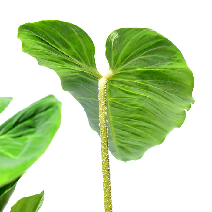 philodendron verrucosum esmeralda Philodendron verrucosum green zafire — Ecuagenera USA Corp