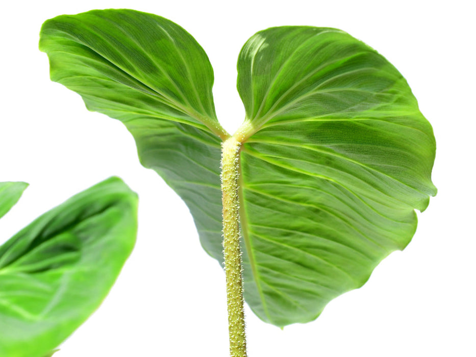 Philodendron verrucosum green zafire