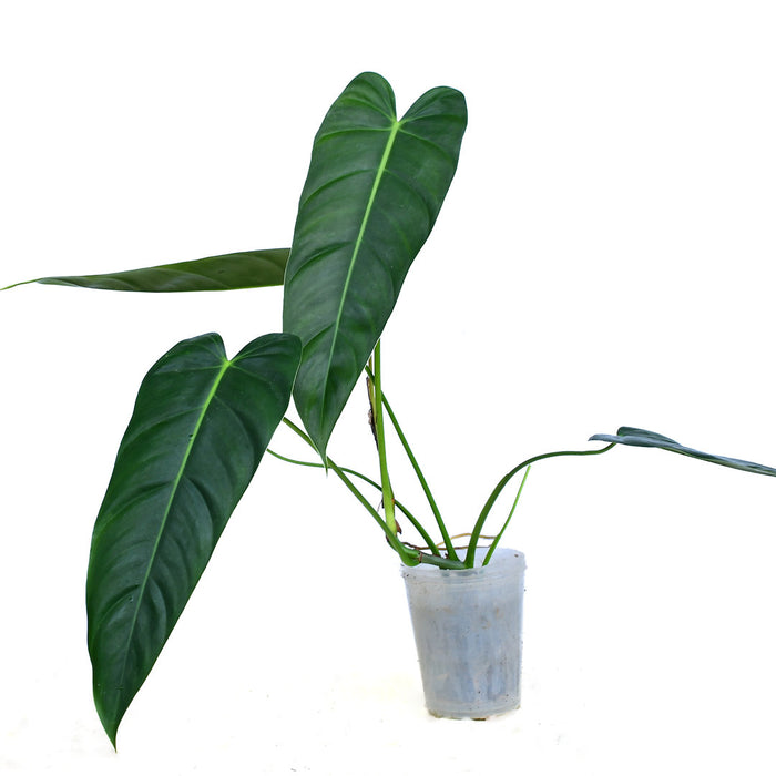 philodendron esmeraldense price Philodendron Esmeralda Spirit narrow — Ecuagenera USA Corp