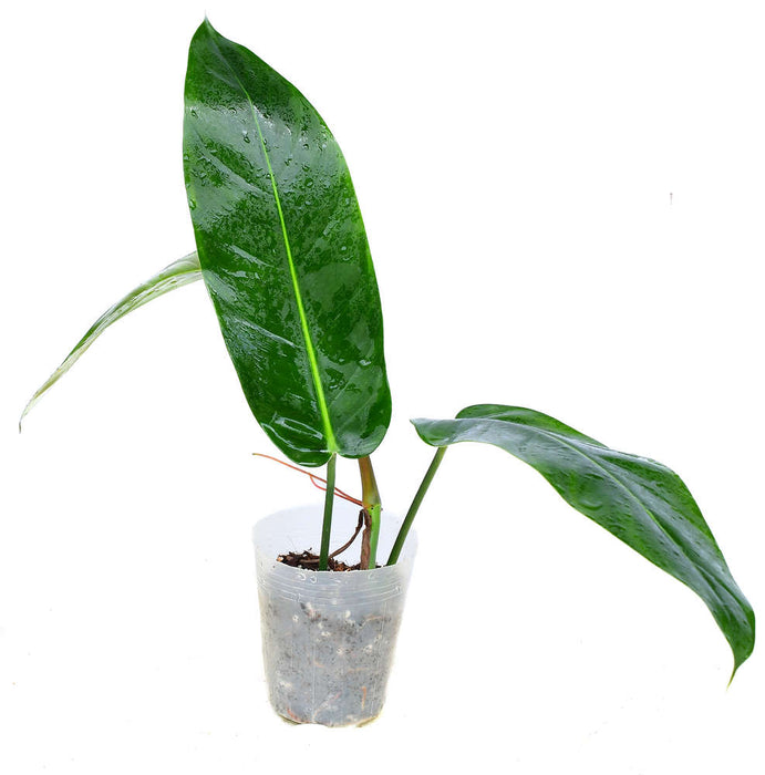 Philodendron Ivan Portilla 'Inverse crossing'