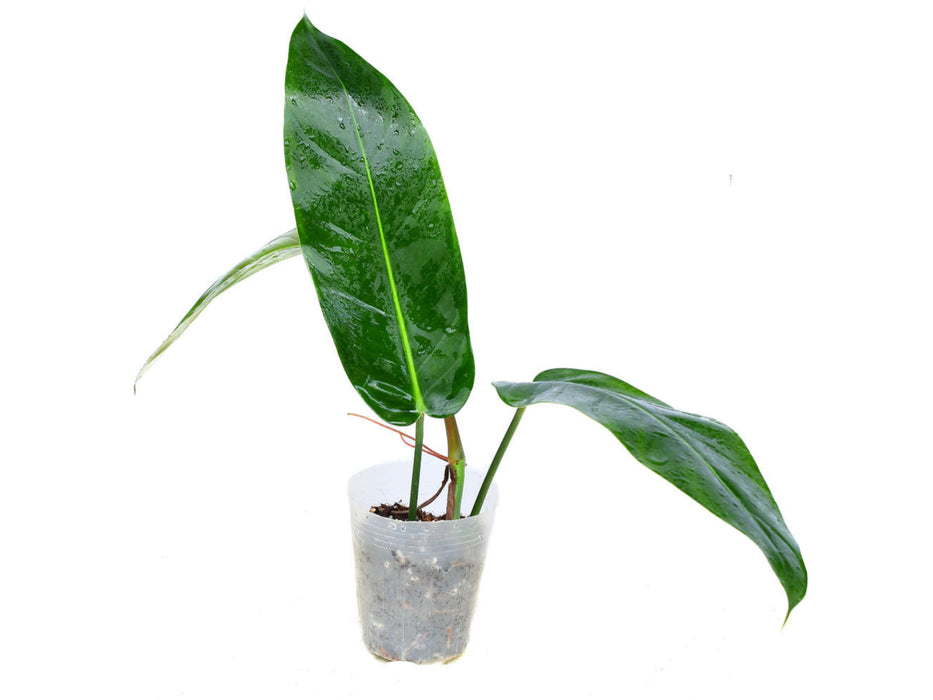 Philodendron Ivan Portilla 'Inverse crossing'