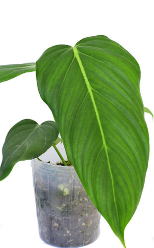 Philodendron Morning Sun