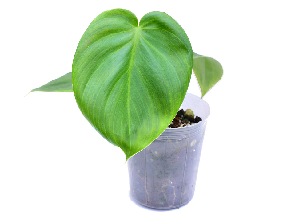 Philodendron Sweet Wonder (seedling)