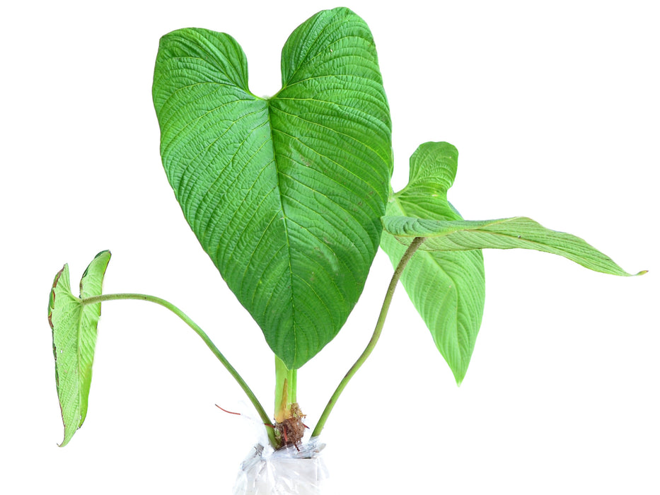 Philodendron corrugatum (medium)
