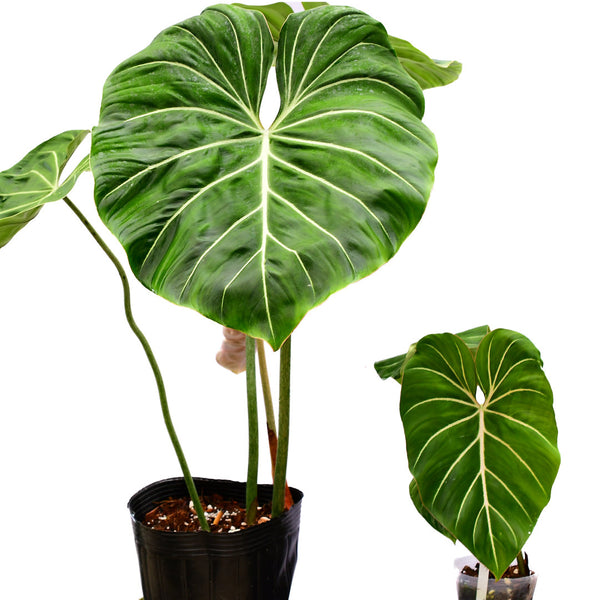 philodendron glorioso Philodendron gloriosum 'Big' — Ecuagenera USA Corp