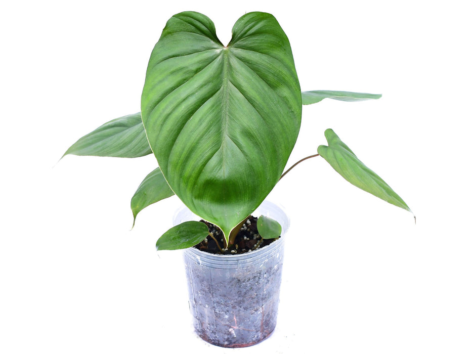 Philodendron lynamii x Philodendron plowmanii