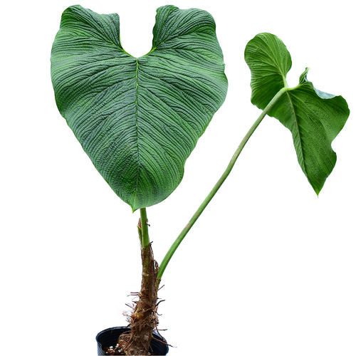 ecuagenera philodendron Philodendron lynnhannoniae 'Ecuagenera'