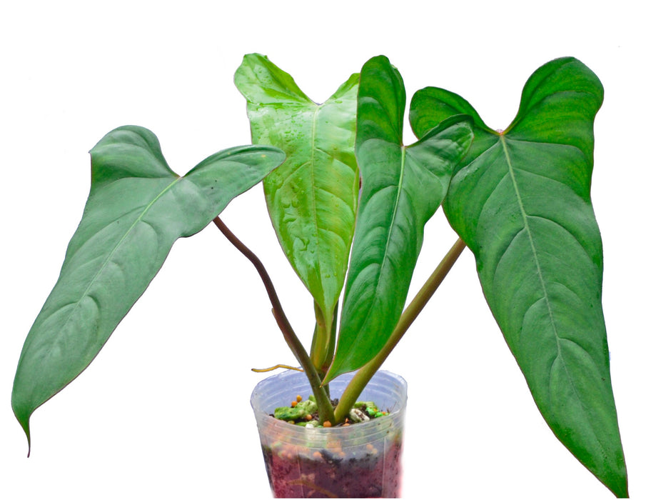 philodendron longilaminatum aff Philodendron pinnatilobum aff — Ecuagenera USA Corp