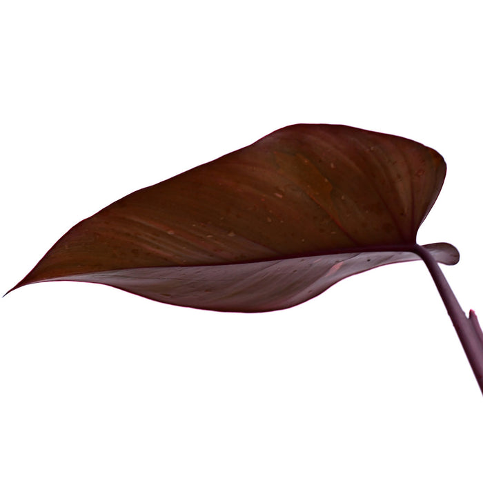 Philodendron Red Brown