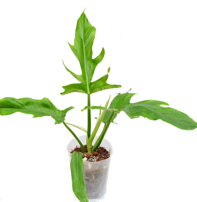 Philodendron Eternal Sky