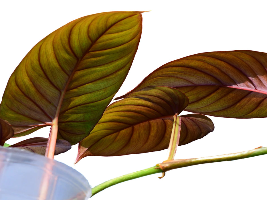 philodendron ernestii red Philodendron ernestii red