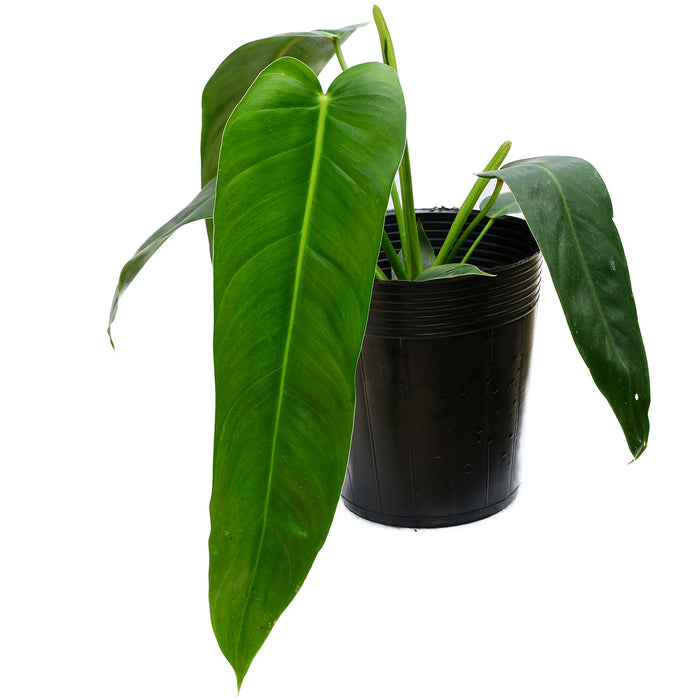 philodendron amazon spirit Philodendron Amazon Spirit (Big)