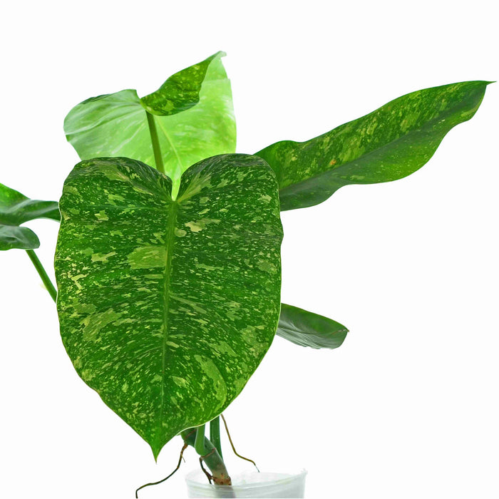 philodendron el guapo Philodendron Jose Buono