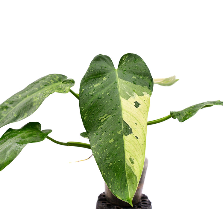philodendron jose buono origin Philodendron Jose Buono