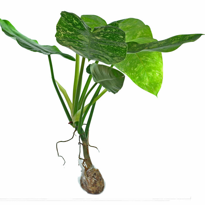 Philodendron Jose Buono