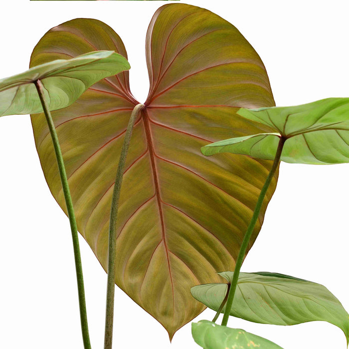 Philodendron Pink Glory