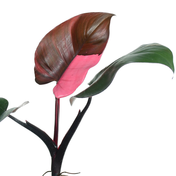 Philodendron Red Brown