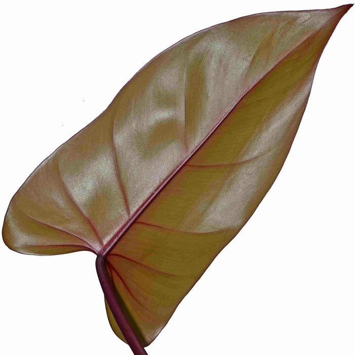 philodendron erubescens burgundy Philodendron erubescens Chocolate