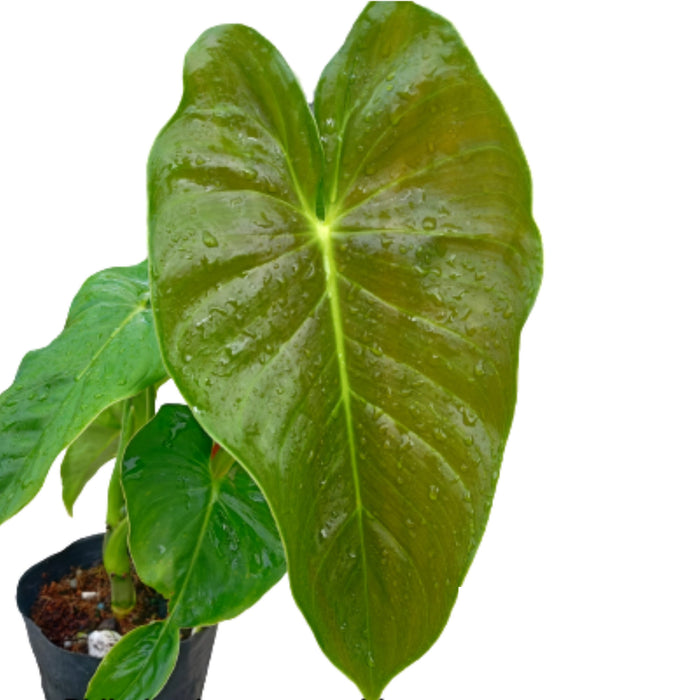 philodendron esmeraldense price Philodendron esmeraldense 'Goat' (seedling) — Ecuagenera USA Corp