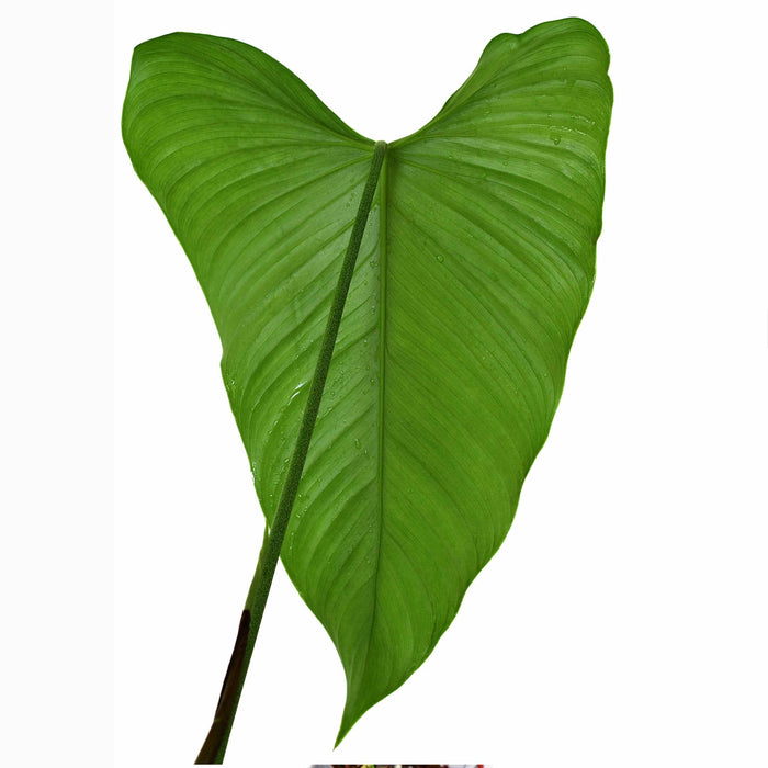 Philodendron expandilobum