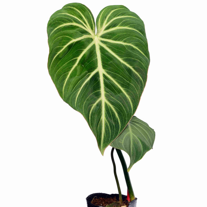 philodendron gloriosum vs zebra Philodendron gloriosum zebra