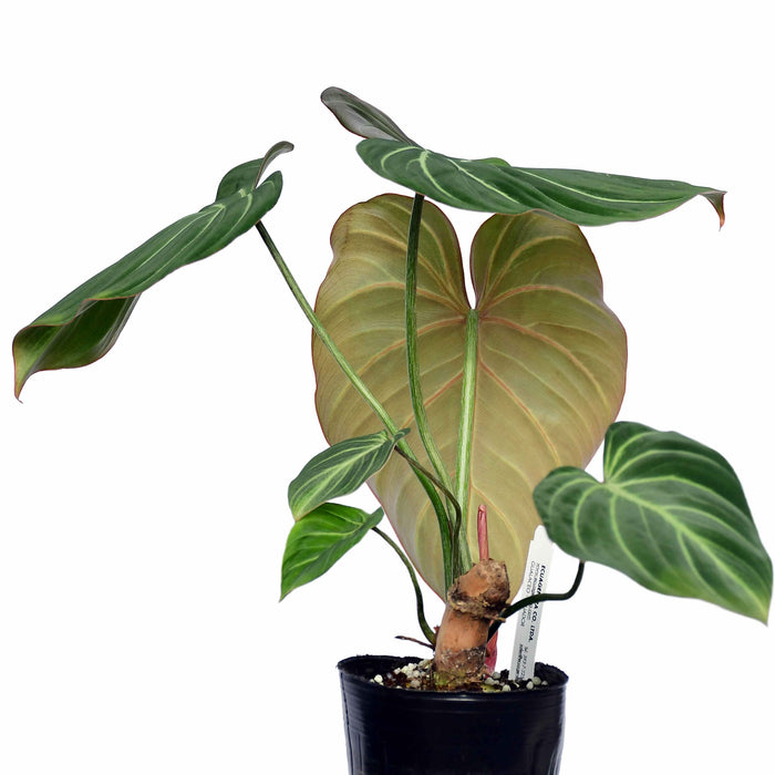 Philodendron gloriosum zebra