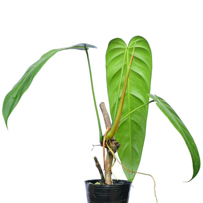 Philodendron Green Sky