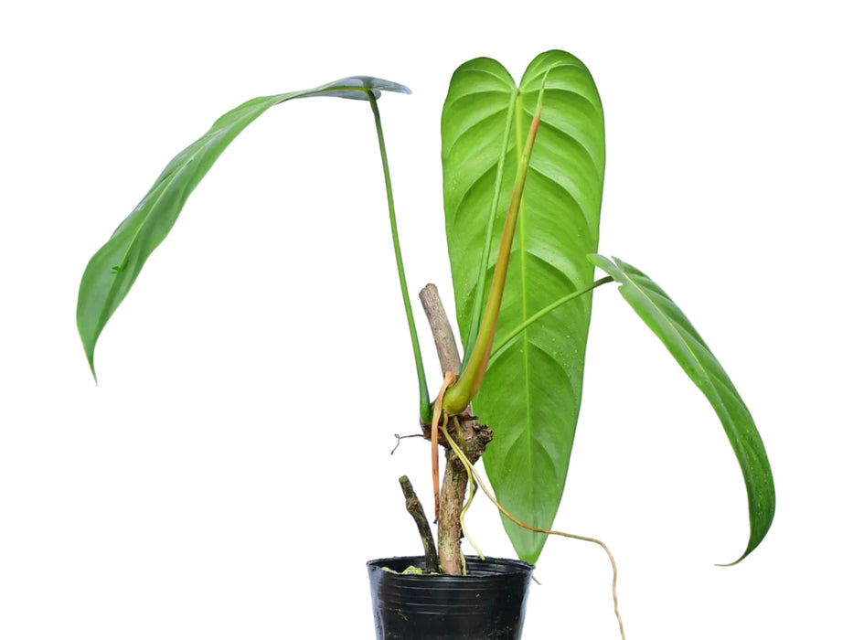 Philodendron Green Sky (Big)
