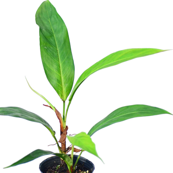 Philodendron hebetatum cf