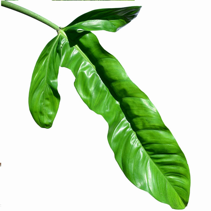 philodendron lapaonum Philodendron lapoanum - Rare South American Aroid