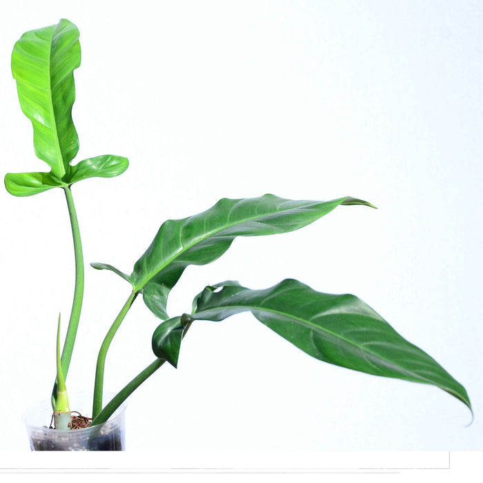 philodendron lapaonum Philodendron lapoanum
