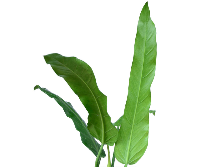 Philodendron longilaminatum aff