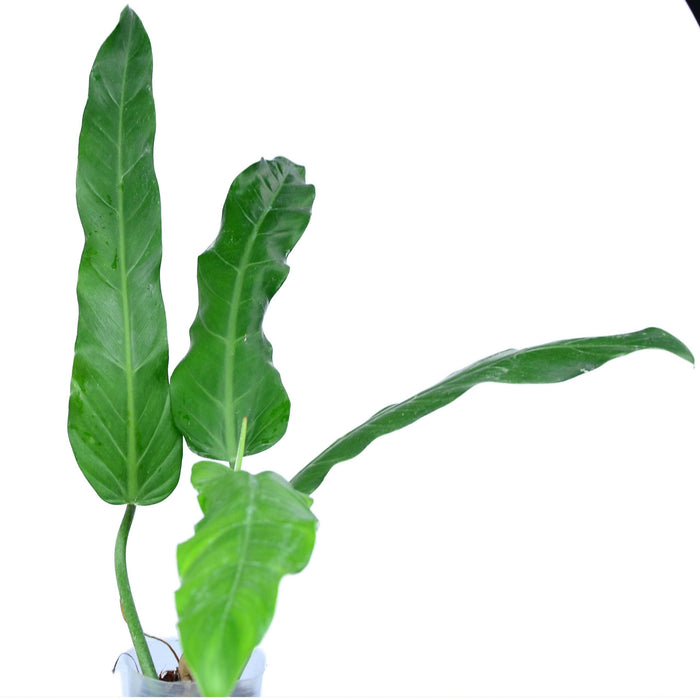 Philodendron longilaminatum aff
