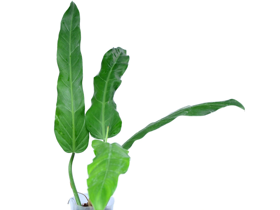 Philodendron longilaminatum aff