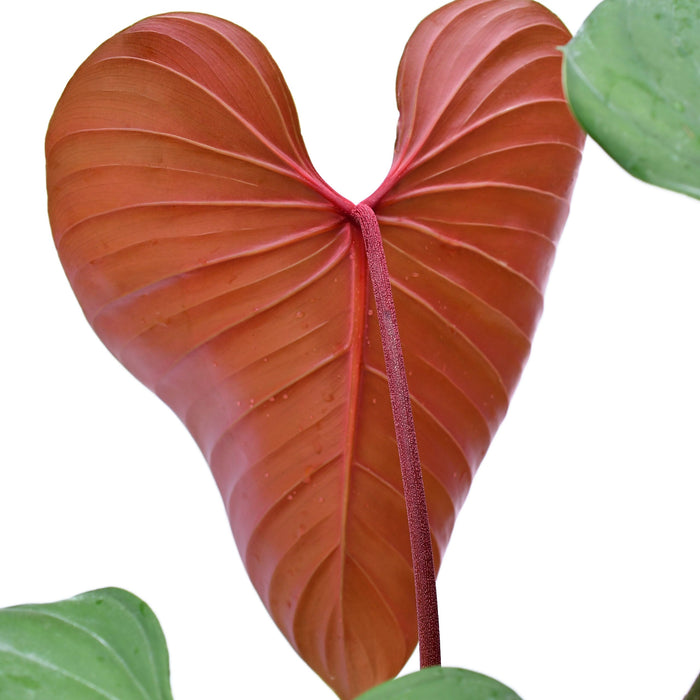 Philodendron lynamii (S)