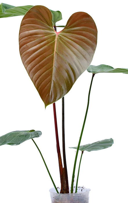 Philodendron lynamii - Dramatic Two-Tone Foliage Plant