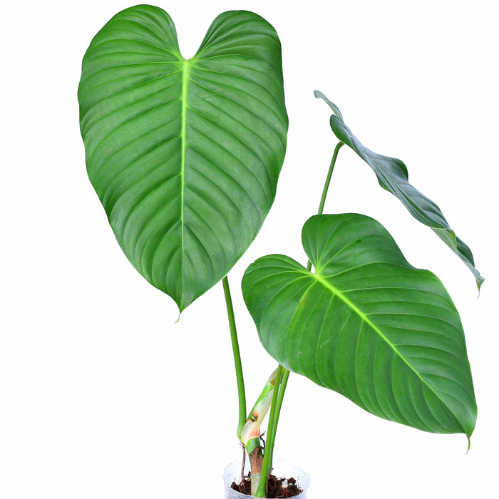 Philodendron parvidactylum