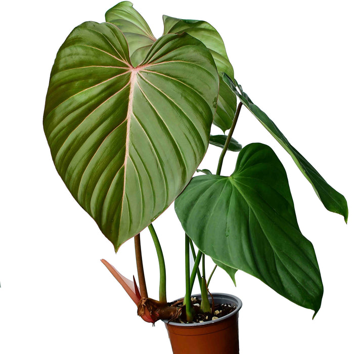 Philodendron Pink Glory