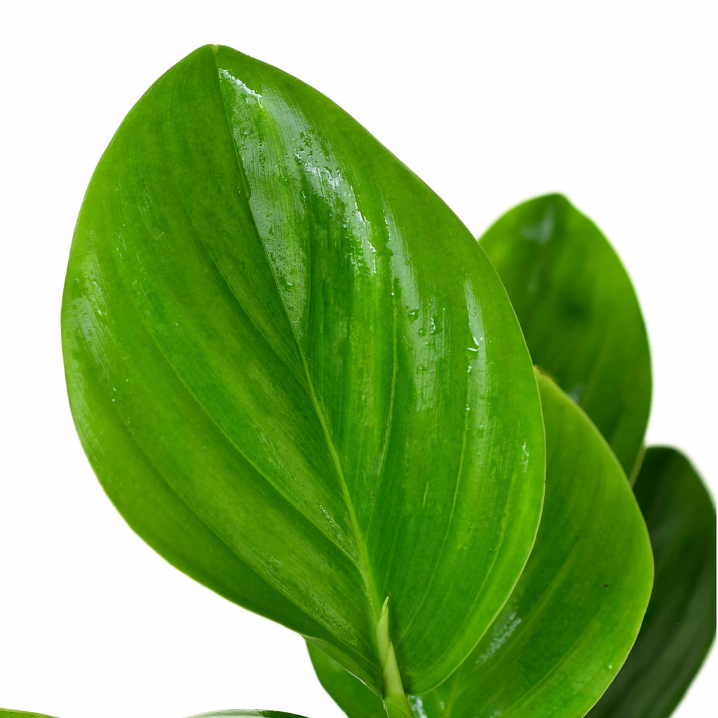 Philodendron pteromischum 'Orellana' — Ecuagenera USA Corp