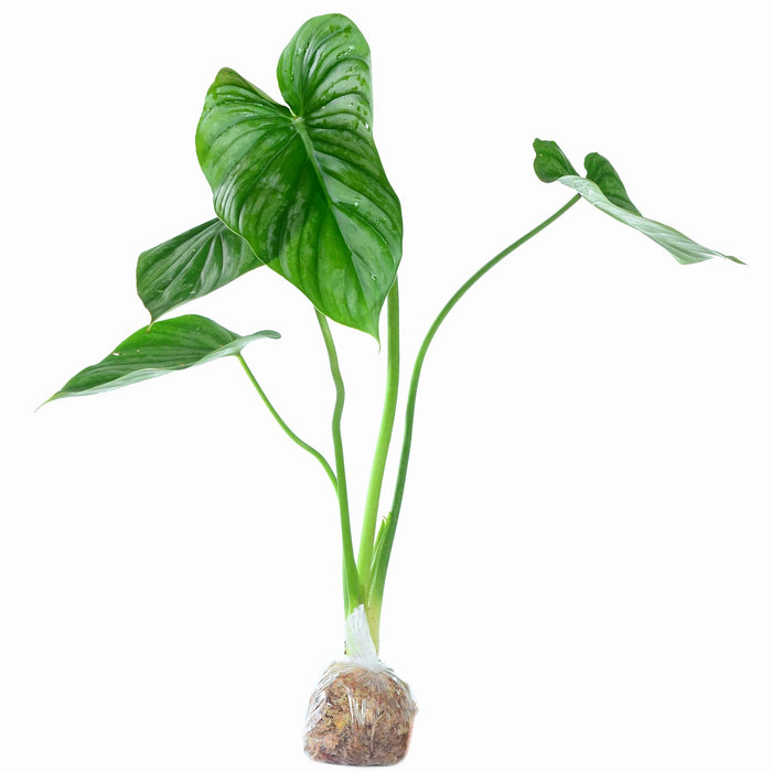 Philodendron sodiroi aff