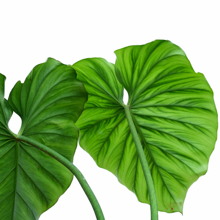 philodendron grimpant de colombie Philodendron Colombia (S) — Ecuagenera USA Corp