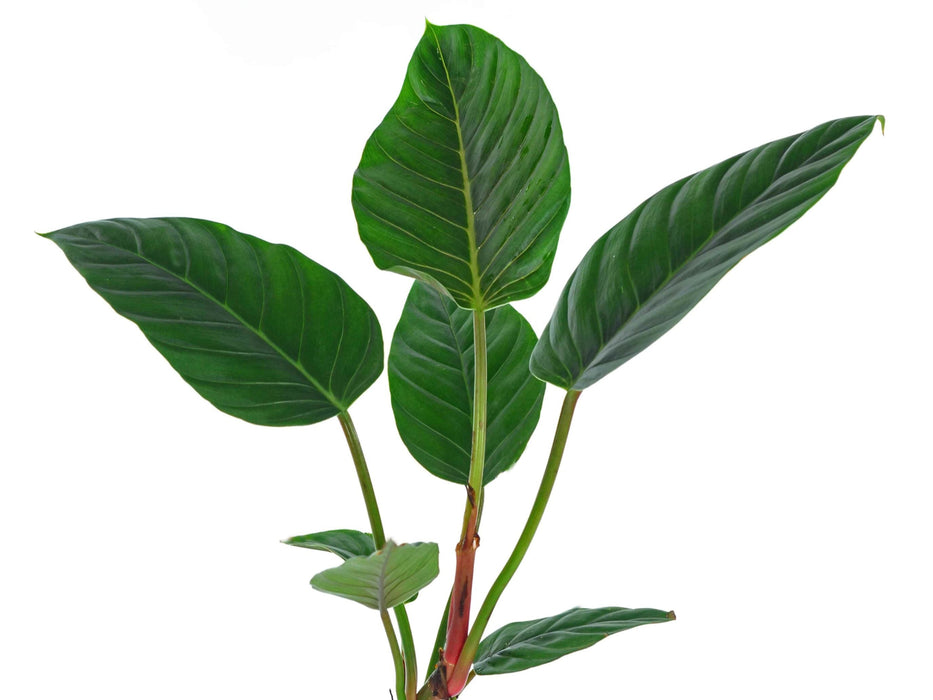 Philodendron urraoense