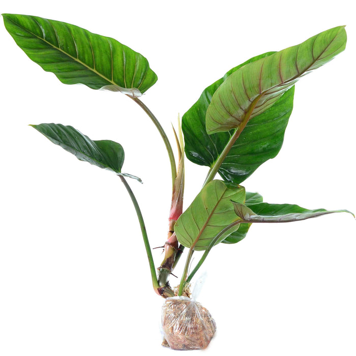 Philodendron urraoense