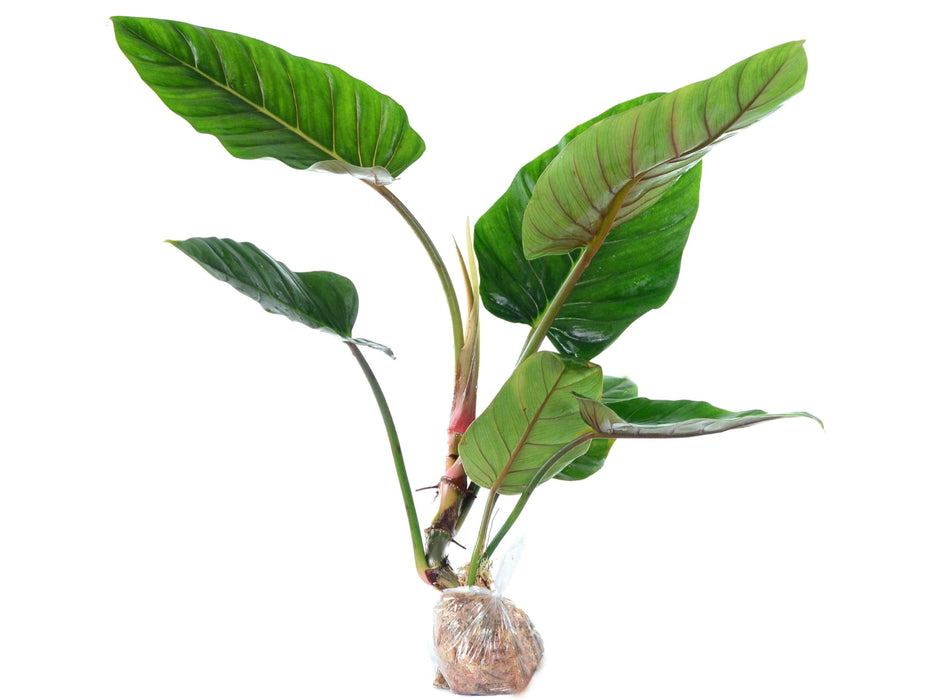 Philodendron urraoense