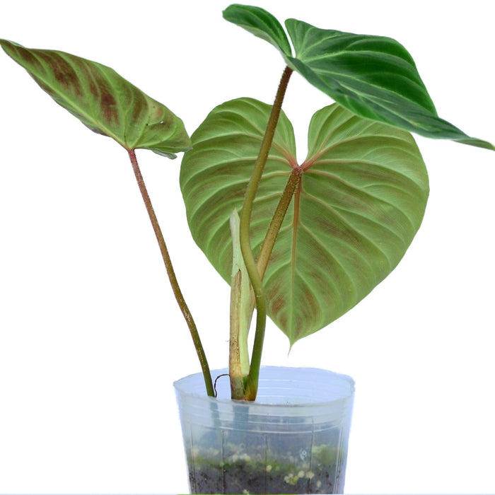 Philodendron verrucosum Amazon Sunset "Iricolor"