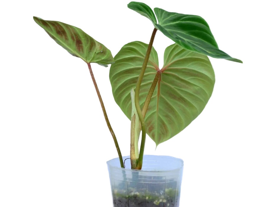 Philodendron verrucosum Amazon Sunset 'Iricolor' (seedling)
