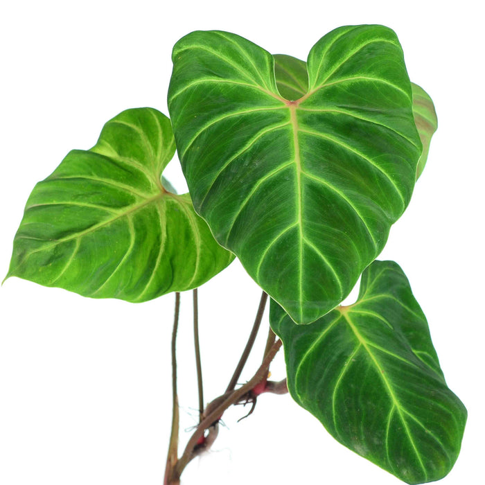 philodendron verrucosum mature Philodendron verrucosum Fantasy — Ecuagenera USA Corp