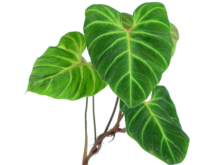 Philodendron verrucosum Fantasy