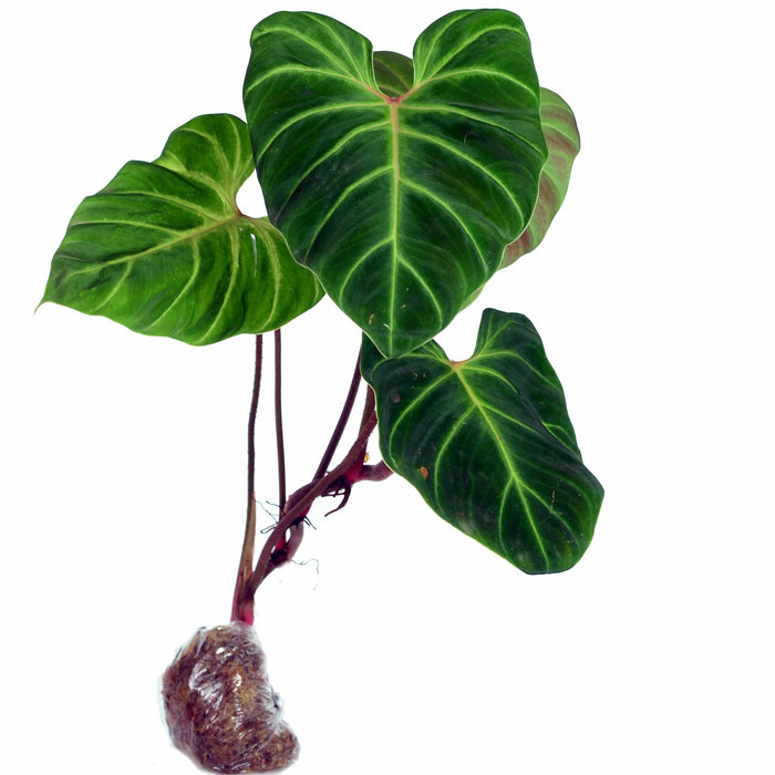 philodendron verrucosum forms Philodendron verrucosum Fantasy — Ecuagenera USA Corp