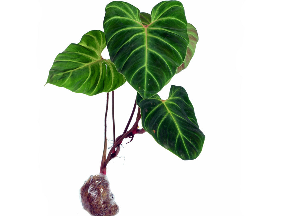 Philodendron verrucosum Fantasy